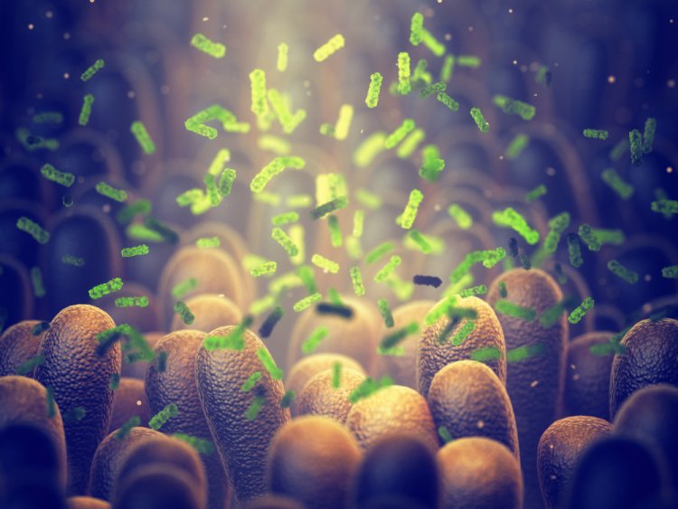 Benefits Of Probiotics On Human Gut